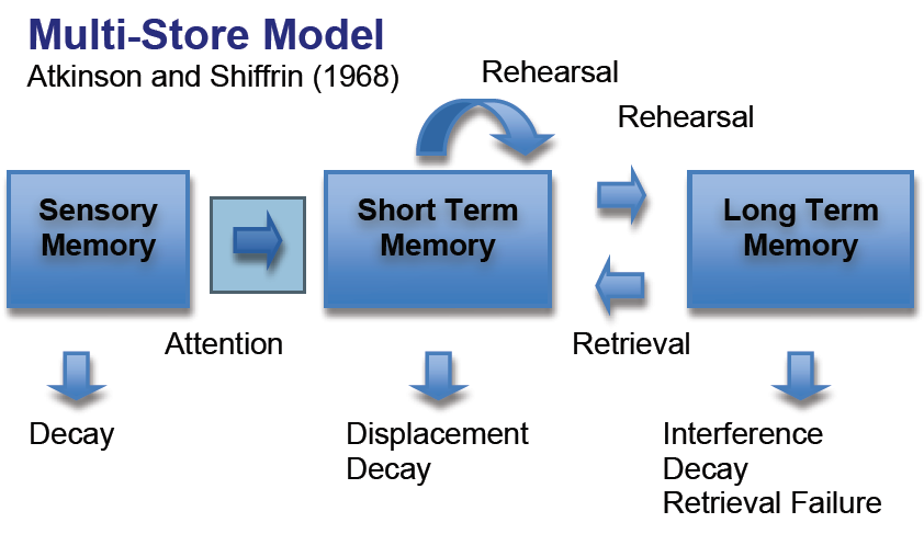 multi store model of memory essay