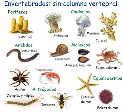 INVERTEBRADOS | Mind Map