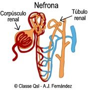 corpúsculo renal