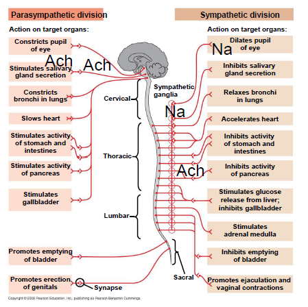 The Nervous System | Mapa Mental