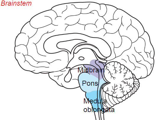 The Vertebrate Brain | Mind Map