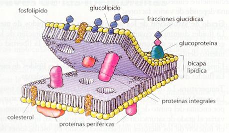 la membrana celular | Mapas Mentais