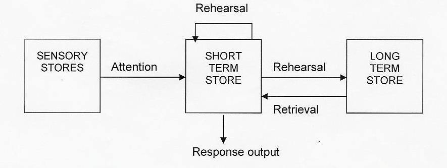 multi-store-model-of-memory-mind-map