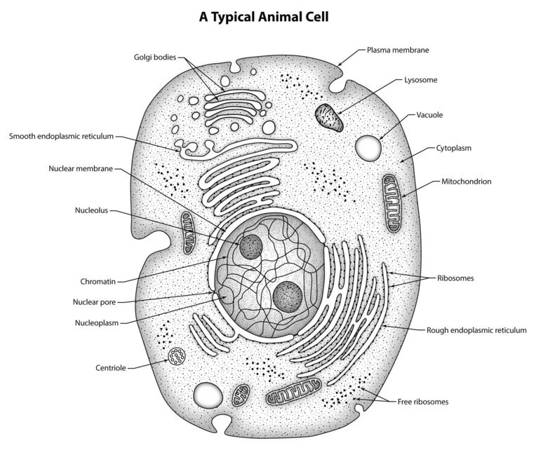 Animal Cell: Structure, Parts, Functions, Labeled Diagram