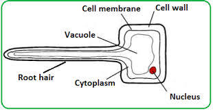 Specialised Cells | Mind Map