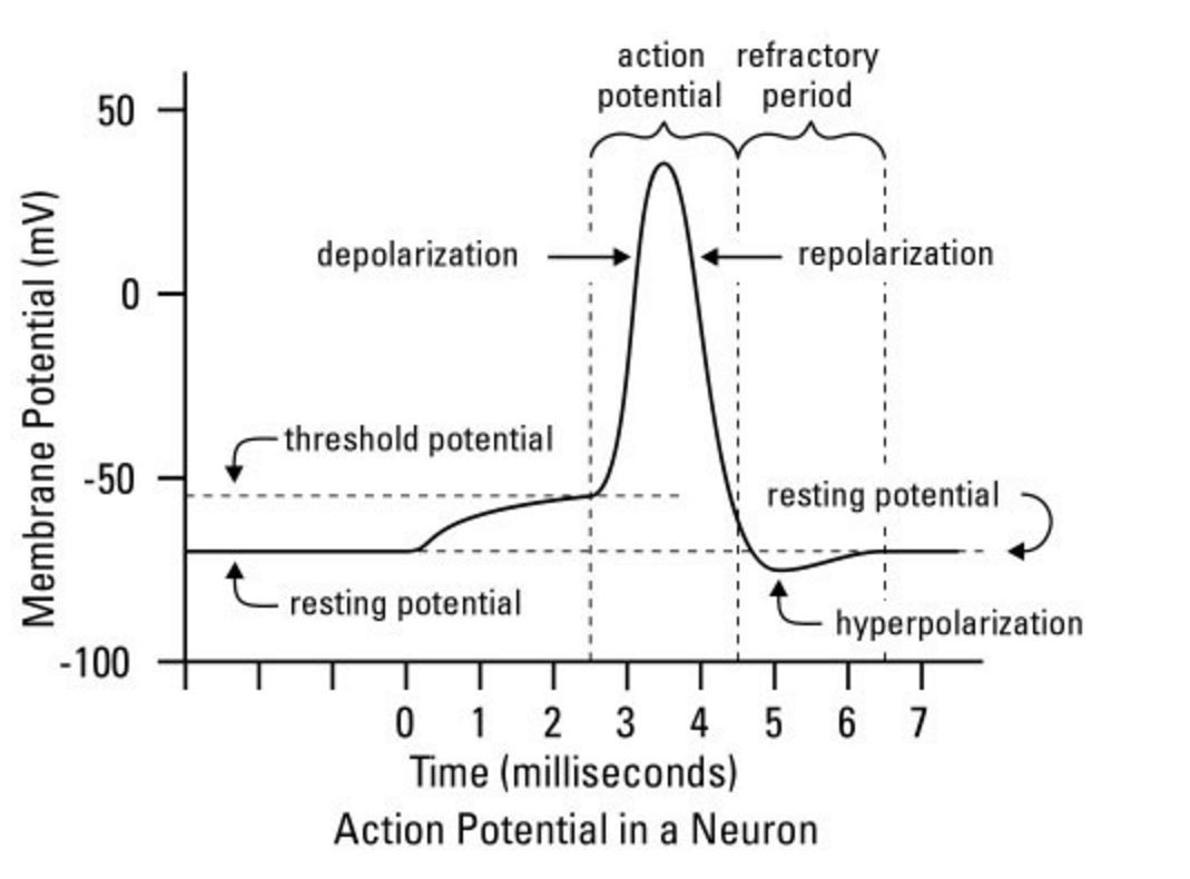 SEC.B-01-M03-07 Human Nervous System: Impulse conduction in the Neuron ...