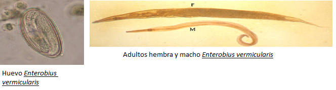 Enterobius vermicularis hembra y macho
