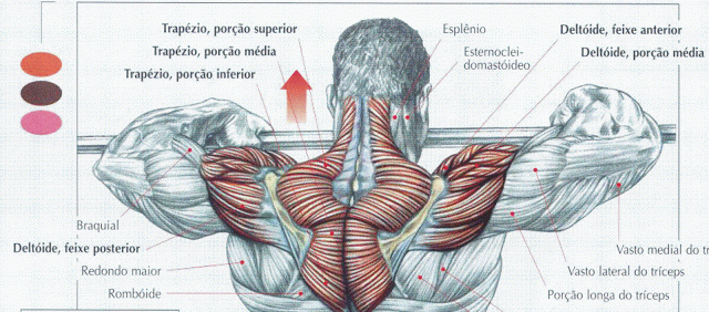 Anatomia do Aparelho Locomotor- Ossos cintura escapular e membro superior -  Anatomia do Aparelho Locomotor