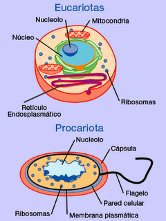 Celulas eucariotas y procariotas | Mind Map