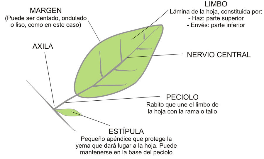 Construcci N De Un Herbario Mind Map