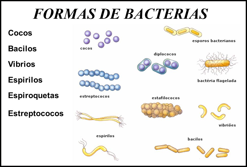 DOMINIO BACTERIA. | Mind Map