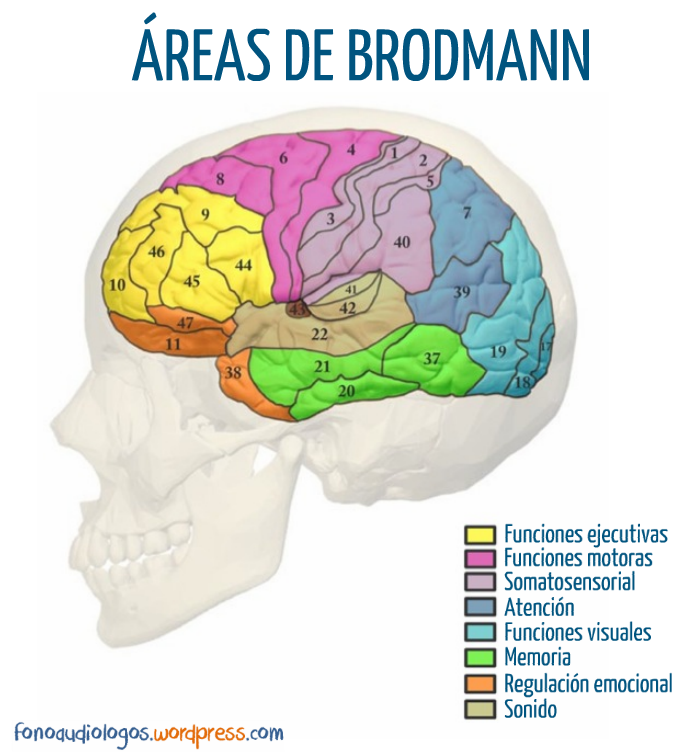 Modelo De La Neuropsicología Cognitiva Mind Map