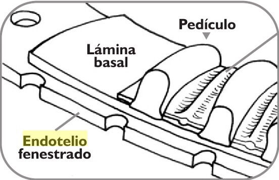 Bases Histol Gicas De La Barrera De Filtraci N Renal Mind Map