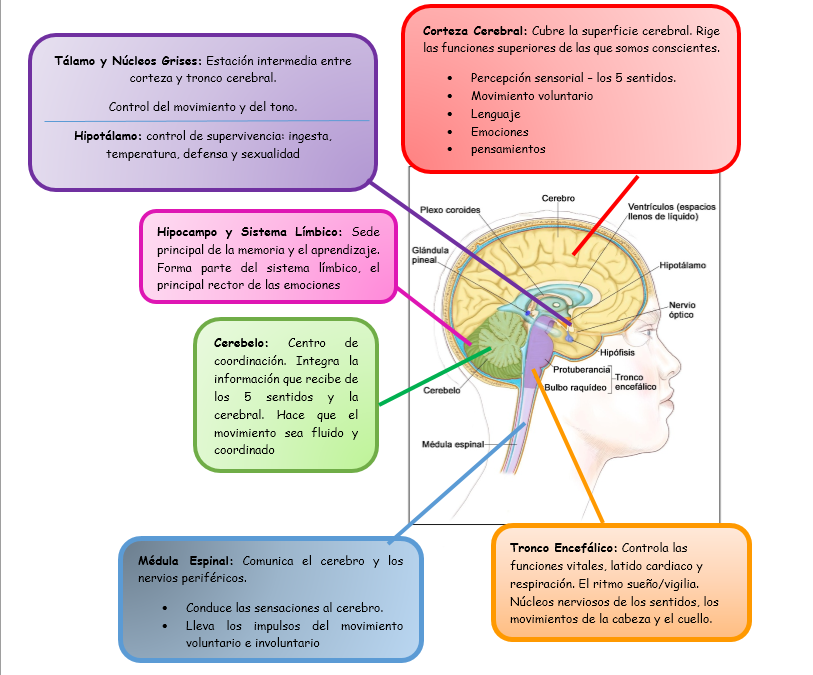 Sistema Nervioso Central | Mind Map