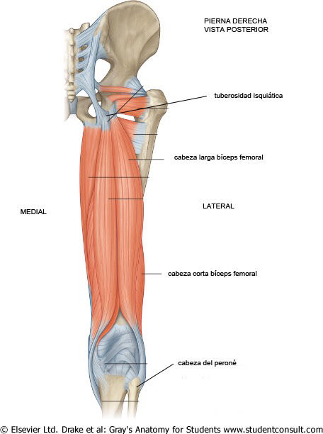 Inserciones musculares: cara interna de pelvis | Mind Map