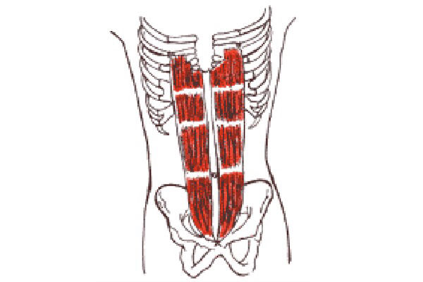 Inserciones musculares: cara interna de pelvis | Mind Map