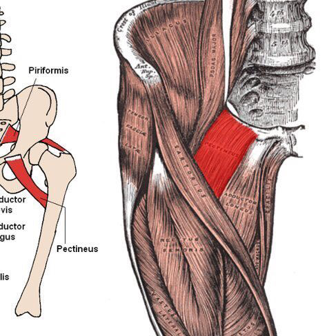 Inserciones musculares: cara interna de pelvis | Mind Map