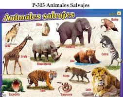 Los animales de mi entorno mas alla | Mind Map