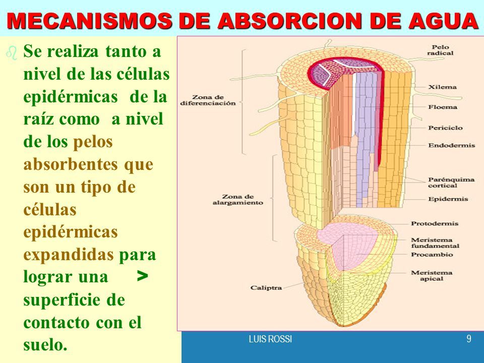 La Osmosis Mind Map