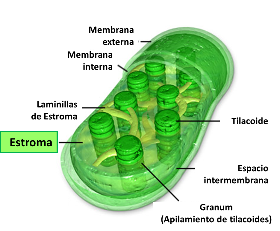 CÉlula Vegetal Mind Map