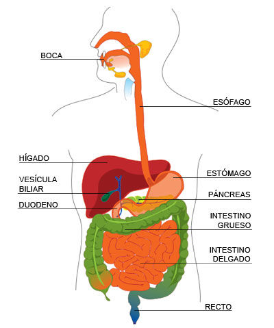 TIEMPOS EN EL PROCESO DIGESTIVO | Mind Map