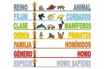 Evolucion Biologica | Mind Map