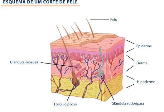 PELE | Mind Map