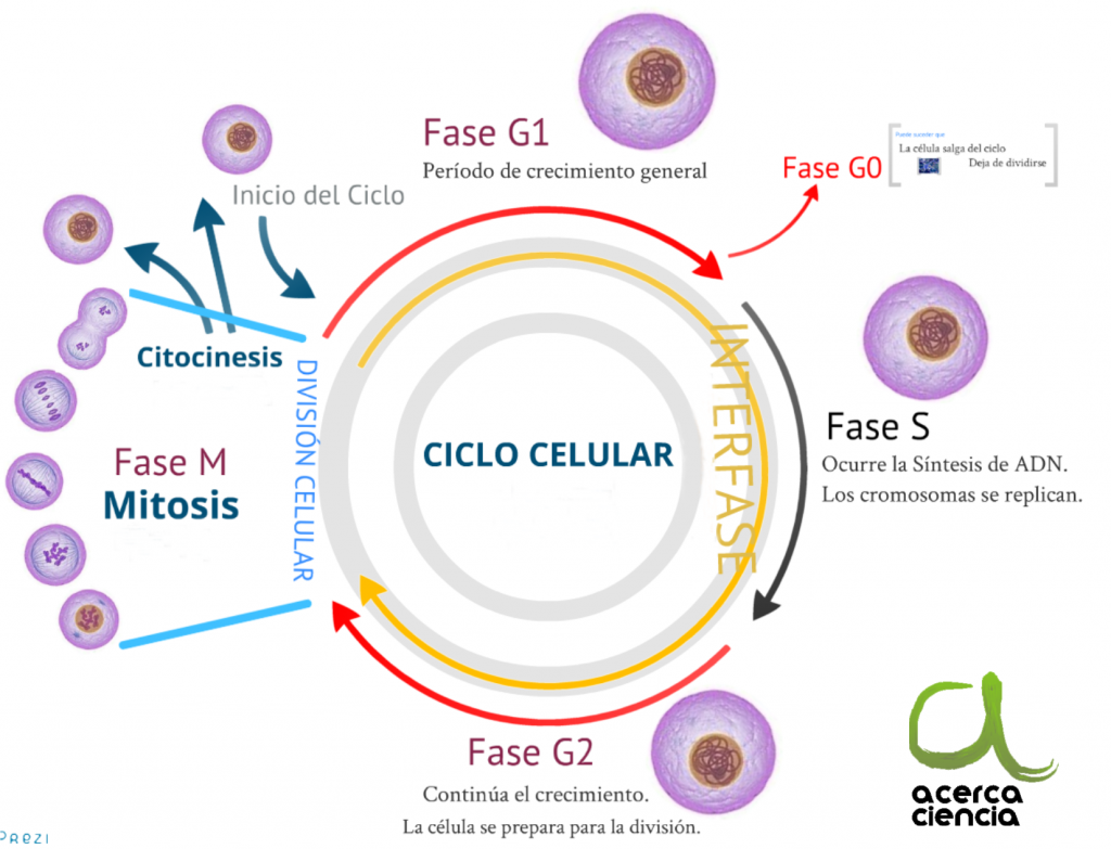 Ciclo Celular (ciclo Vital) | Mind Map