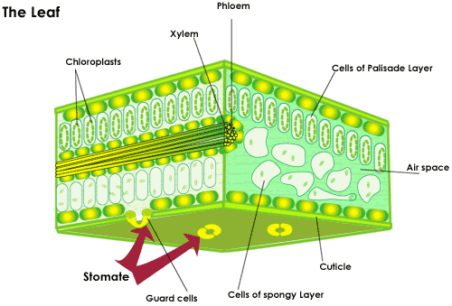 Farming & Plants | Mind Map