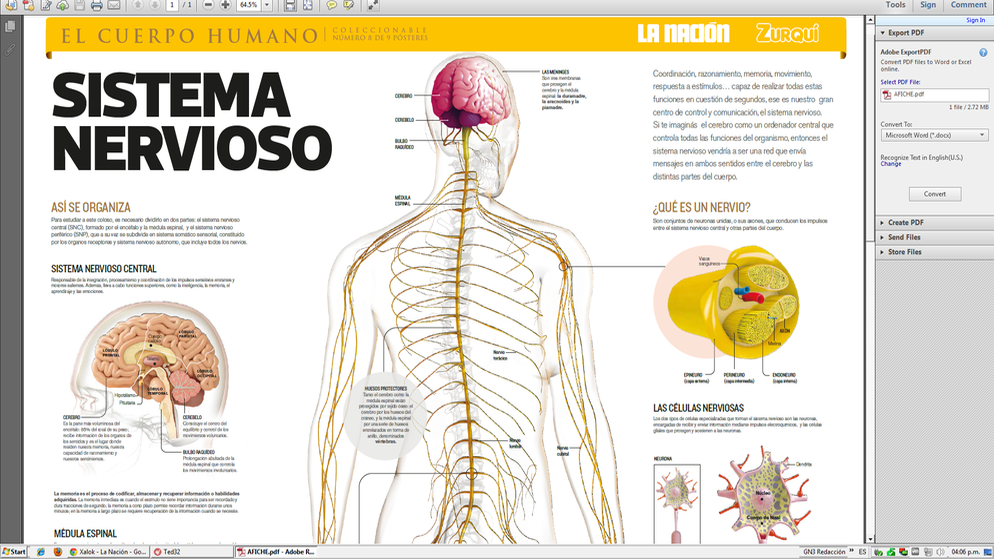 Sistema Nervioso Mind Map 4887