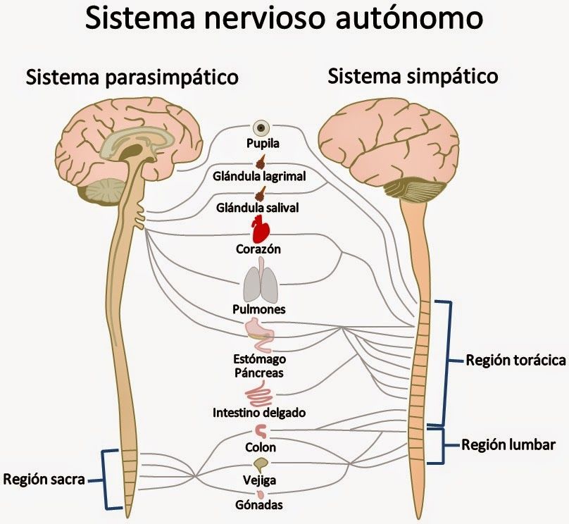 Sistema Nervioso Autonomo | Mind Map