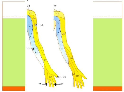 BIOMECHANICS. | Mind Map