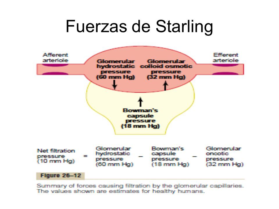 Fisiolog A Edema Mind Map