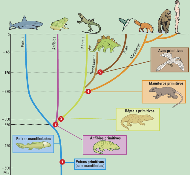 Os Vertebrados | Mind Map