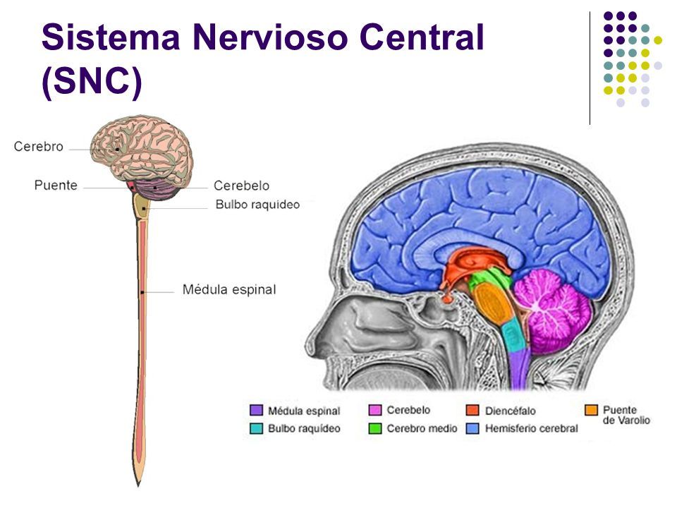 Sistema Nervioso Central | Mind Map