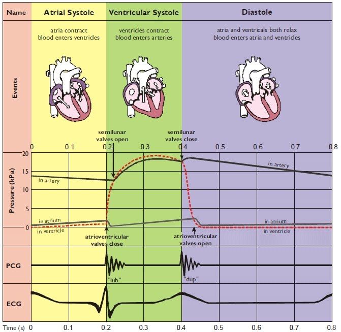 The Cardiac Cycle | Mind Map