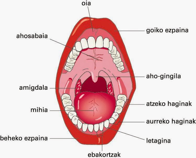 Digestio Aparatua Mind Map