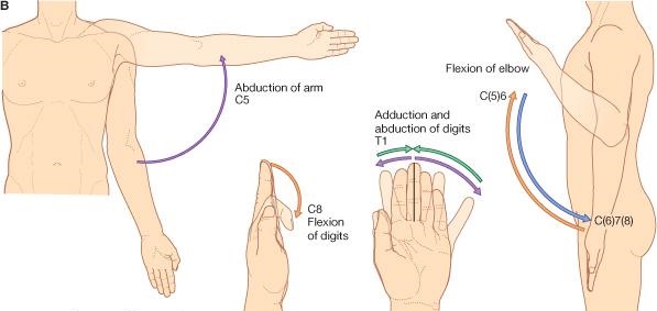 Dermatomas Y Miotomas Mind Map