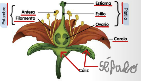 PLANTAS CON FLOR | Mind Map