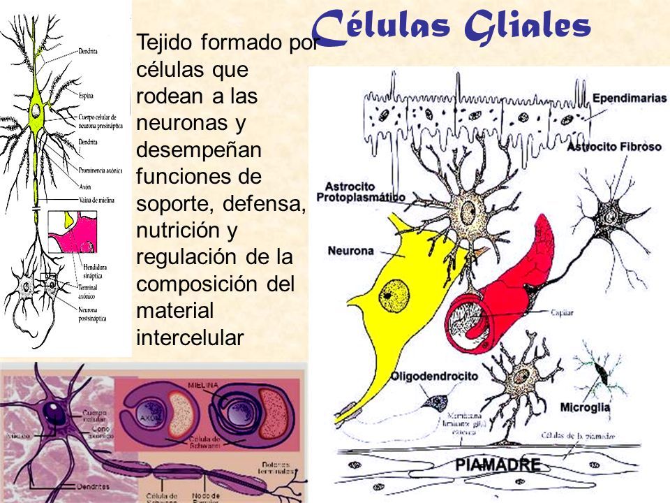 Tipos De Celulas Del Sistema Nervioso Mind Map 