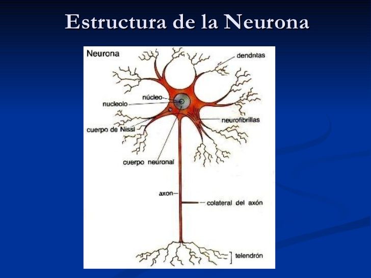 Tipos De Celulas Del Sistema Nervioso Mind Map 