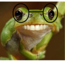mauriciofrog