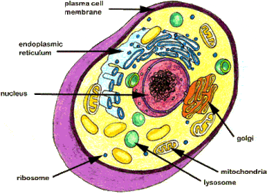 Cell Biology | Slide Set