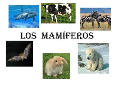 ANIMALES VERTEBRADOS | Conjunto de Diapositivas