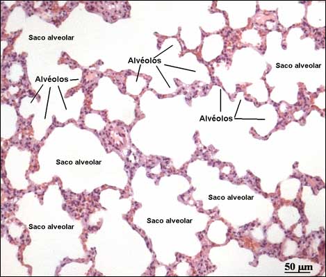 Resultado de imagen para histologia alveolar