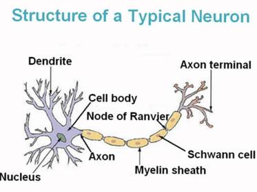 Unit 7 Biology - Part 1, The Nervous System | Conjunto de Diapositivas