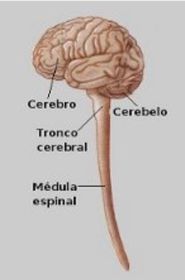 Anatomía seccional de la médula espinal | Slide Set