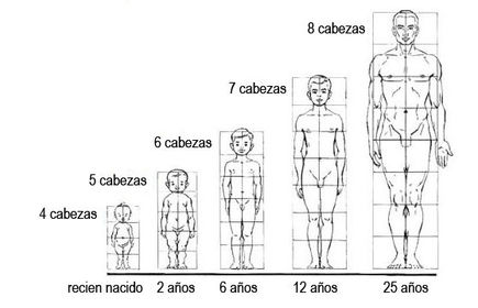 Las proporciones en el cuerpo humano | Slide Set